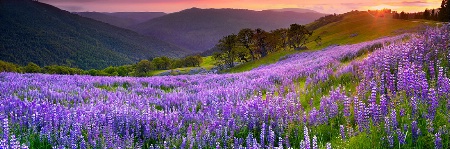 Photography Contest Grand Prize Winner - July 2007: Lupin