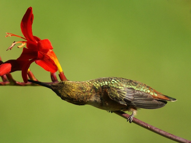 Flower Inspector