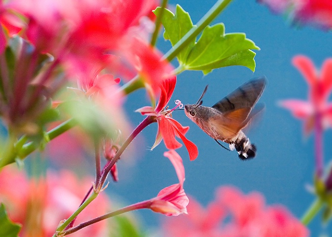 Hummingbird pretender in the garden of Eden