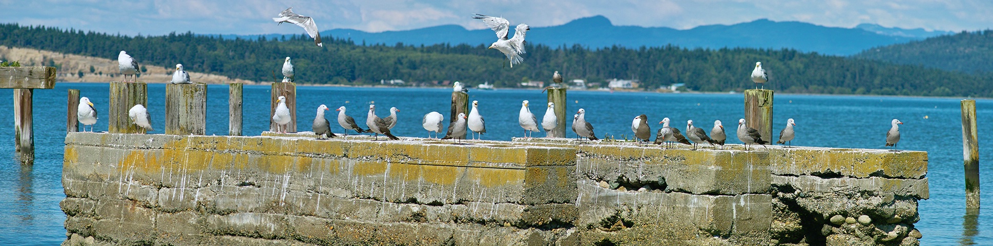 <b>Anacortes Seagulls</b>