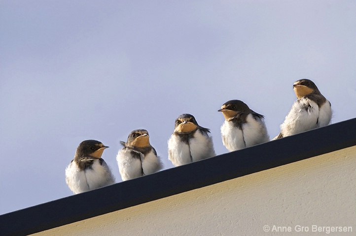 Five swallows