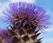 Giant Thistle Hea...