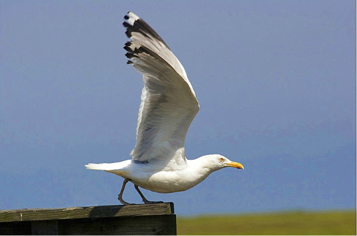 Herring Gull - ID: 4327730 © Eleanore J. Hilferty