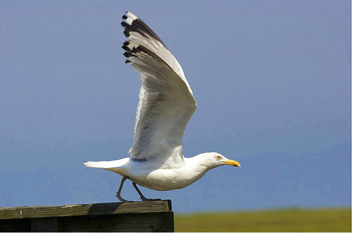 Herring Gull