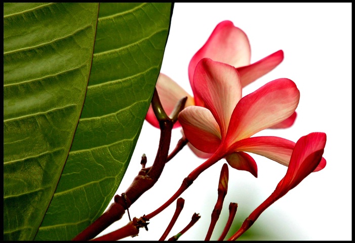 Plumeria Family