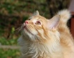 Bird Watcher