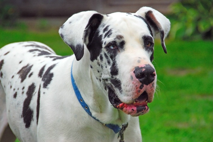 Rufus the Great Dane