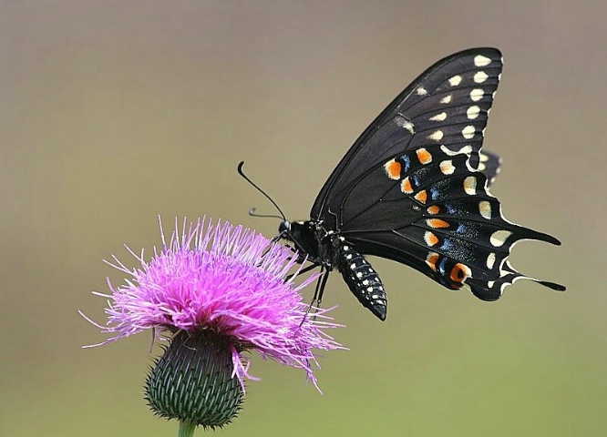 Black Swallowtail