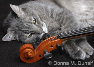 The Cat and the Fiddle, No.1
