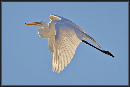Backlit Great Egret in Flight