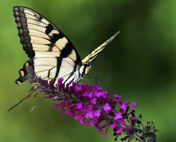 Purple for Lunch - ID: 4333066 © Jeff Robinson