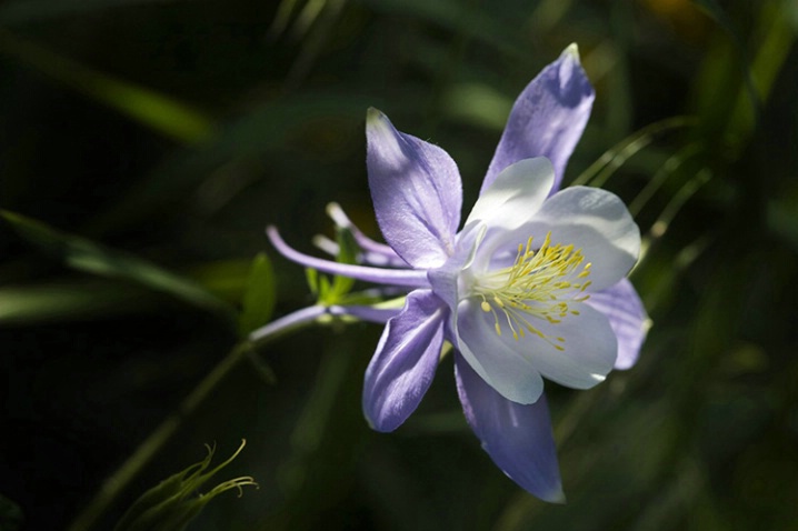colorado__columbine - ID: 4333990 © Bob Peterson