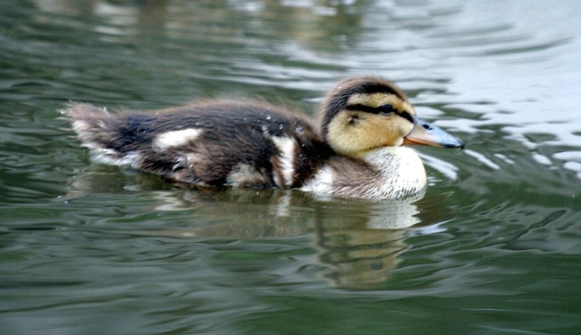 Floating peacefully