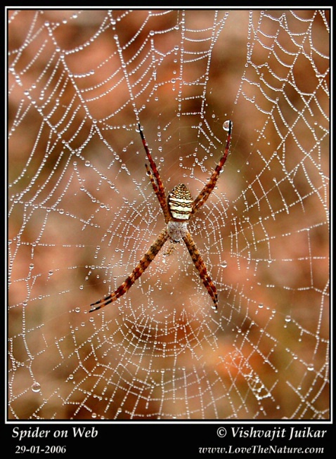 Spider on Web - ID: 4335271 © VISHVAJIT JUIKAR