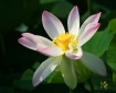 Morning Lotus