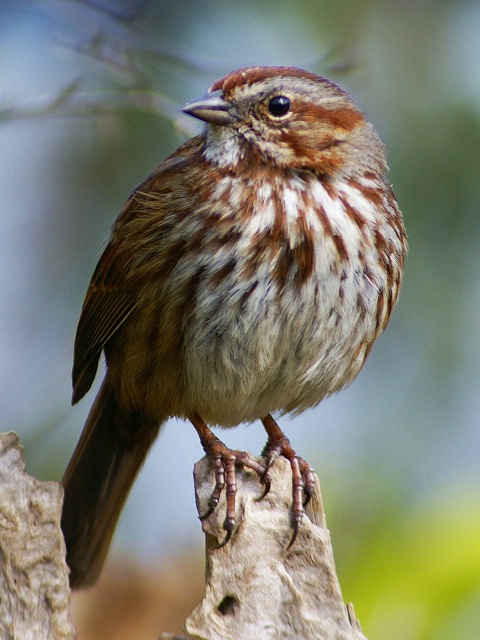 Song Sparrow