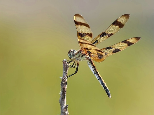 Halloween Pennant