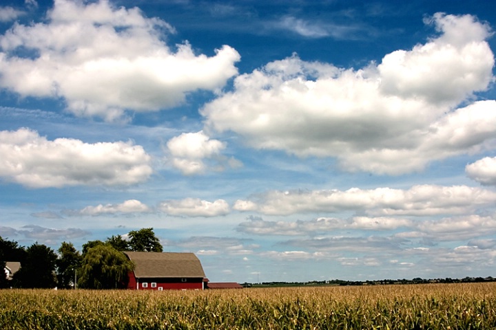 Red Barn in Summer