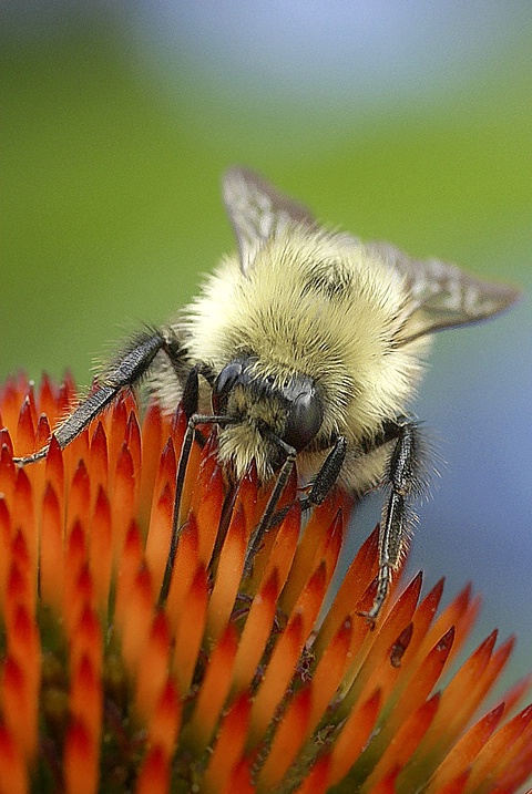 Bee - ID: 4338993 © Laurie Daily