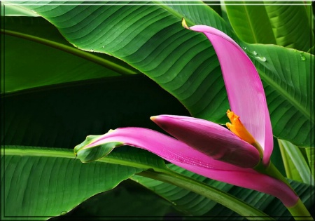 Banana Plant Bloom