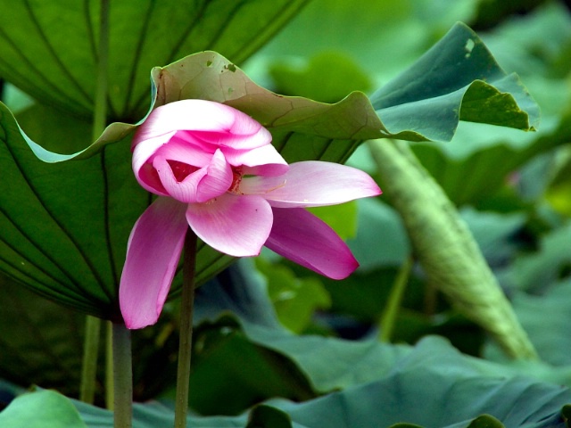 Heavy Leaf or Crushed Lotus