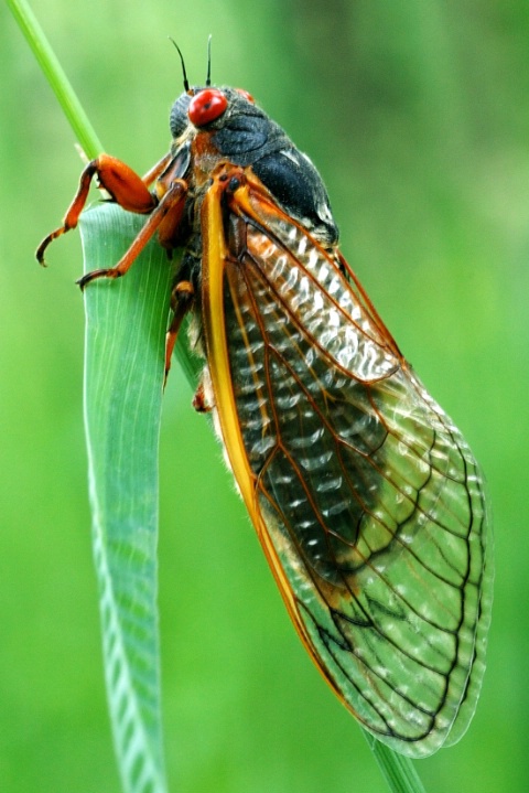 A Periodic Visitor