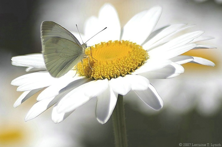 Butterfly Heaven