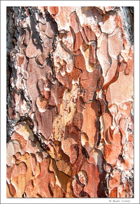 Beautiful Bark