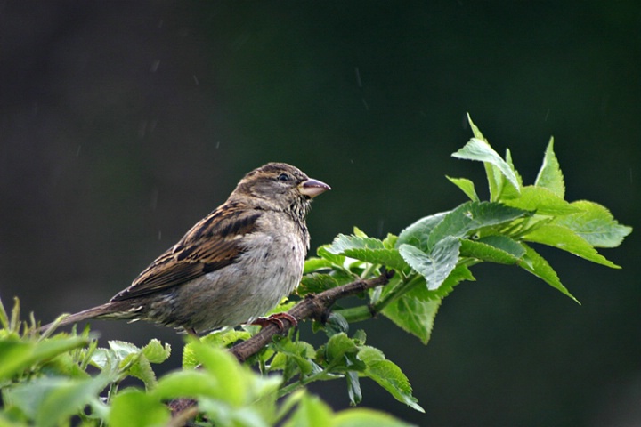 Raindrops Keep Falling On My Head