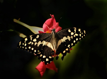 Butterfly 4