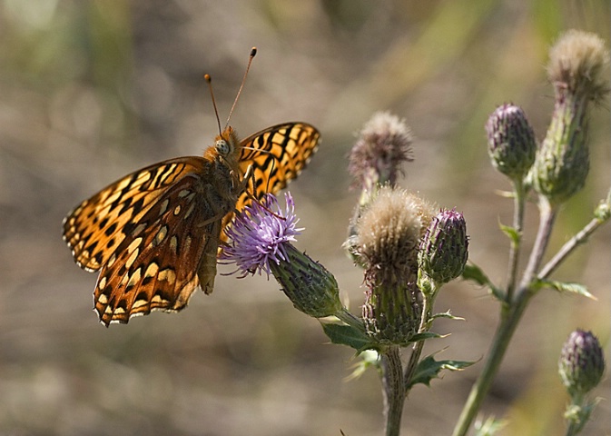 A Little Beauty on Spotted Knapweed
