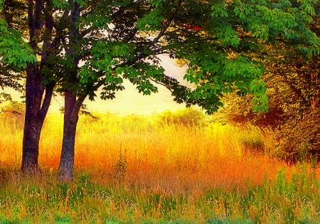 Light in the Meadow