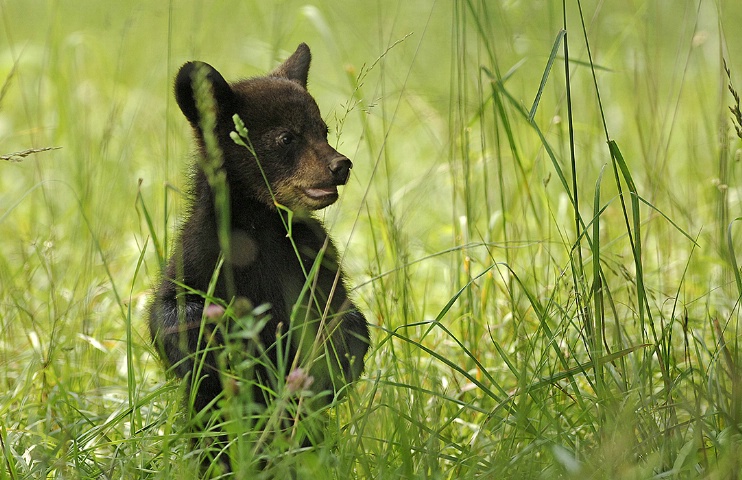 Bear cub in Spring