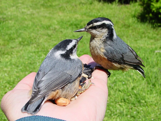 Red Breasted Nuthatch With Fledgling In Hand