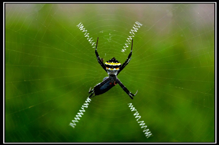 Signature Spider - ID: 4345573 © VISHVAJIT JUIKAR