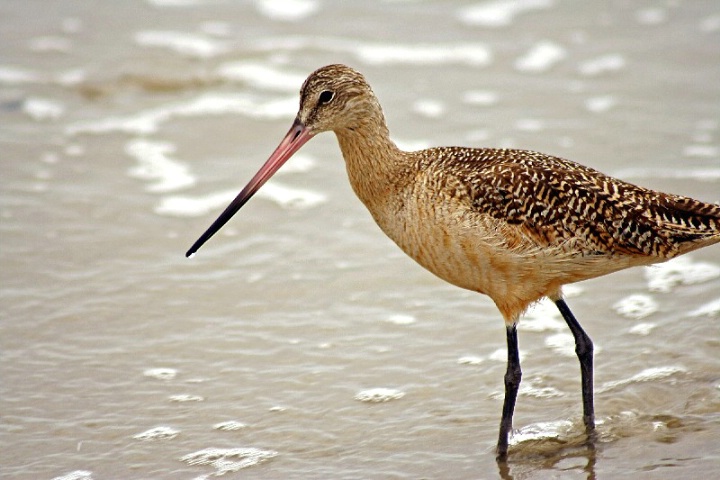 Marbled Godwit