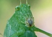 Green Leaf Hopper