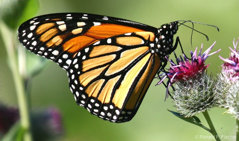 Monarch Beauty!