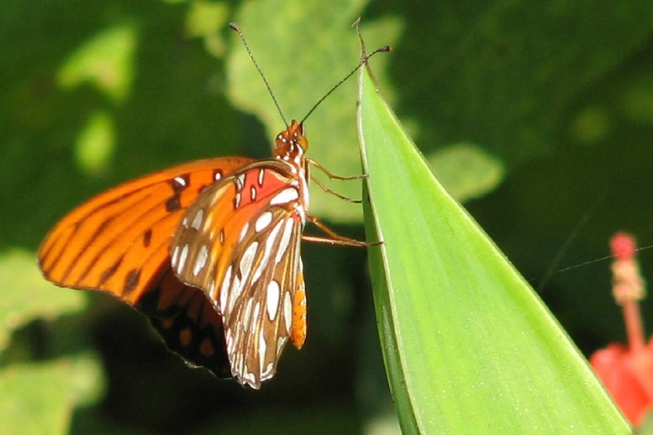 Butterfly One