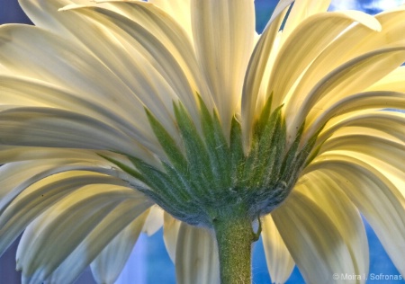 Close up - Different perspective of a daisy