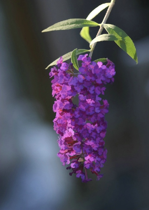 Butterfly Bush Late Afternoon Sun