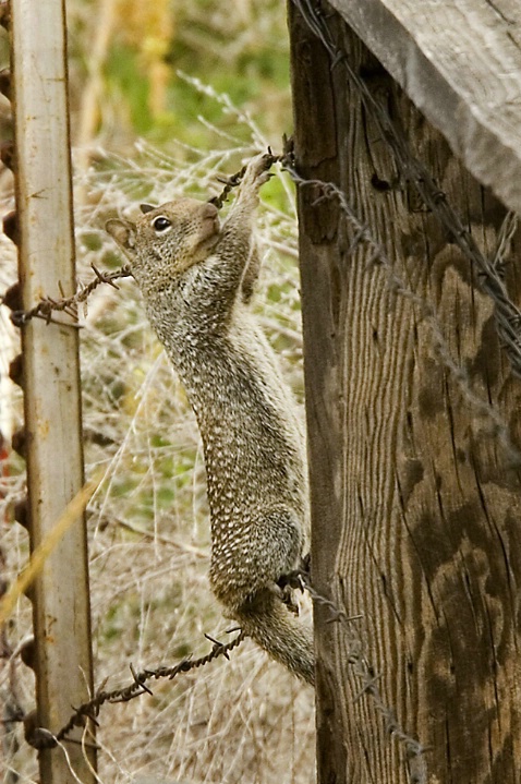 Just Hangin' Around - ID: 4350304 © John Tubbs