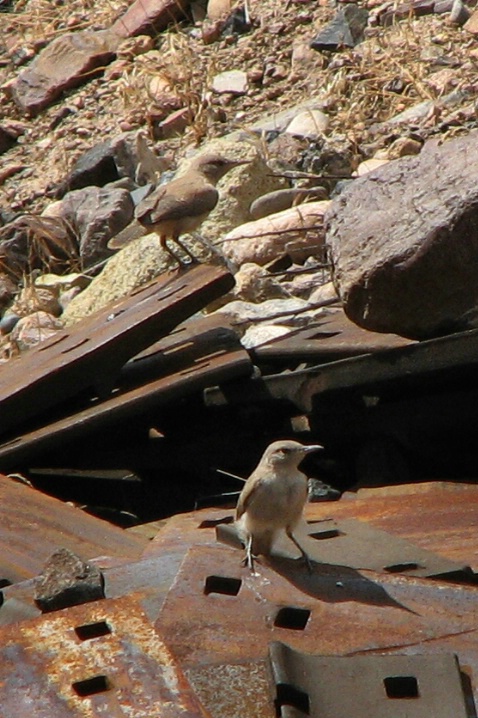 Rock Wrens on Deschutes River, OR - ID: 4350351 © John Tubbs
