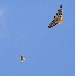 2Red Tailed Hawk Harassed by Kestrel - 3 - ID: 4350353 © John Tubbs