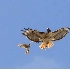 2Red Tailed Hawk Harassed by Kestrel - 2 - ID: 4350354 © John Tubbs