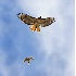 2Red Tailed Hawk Harassed by Kestrel - 1 - ID: 4350355 © John Tubbs