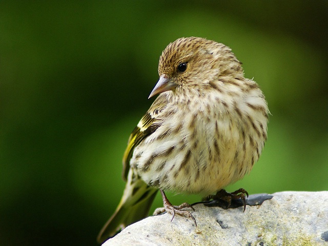 Little Pine Siskin