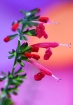 Colors Within Col...
