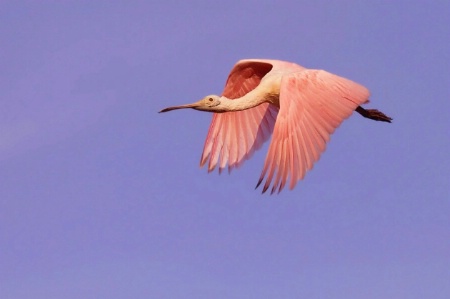 Evening Flight