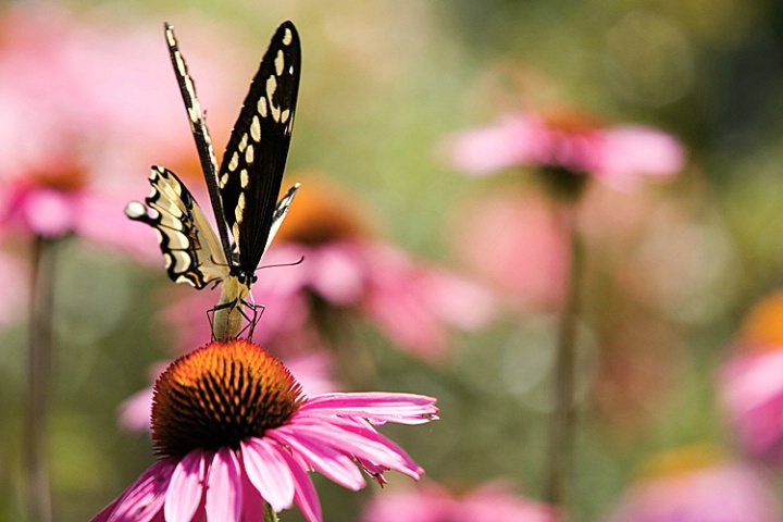 Swallowtail Butterfly